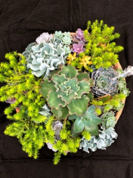 Succulent Combo Pizza, 16 Dish